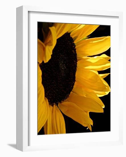 Sunlit Sunflowers II-Monika Burkhart-Framed Photographic Print