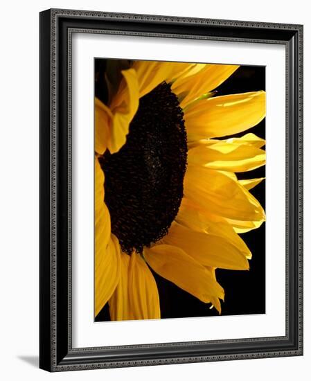 Sunlit Sunflowers II-Monika Burkhart-Framed Photographic Print