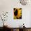 Sunlit Sunflowers II-Monika Burkhart-Photographic Print displayed on a wall