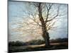 Sunlit Tree-Richard Willis-Mounted Giclee Print