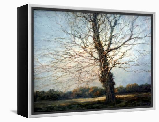 Sunlit Tree-Richard Willis-Framed Premier Image Canvas