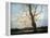 Sunlit Tree-Richard Willis-Framed Premier Image Canvas