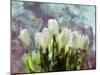 Sunlit Tulips II-Noah Bay-Mounted Art Print