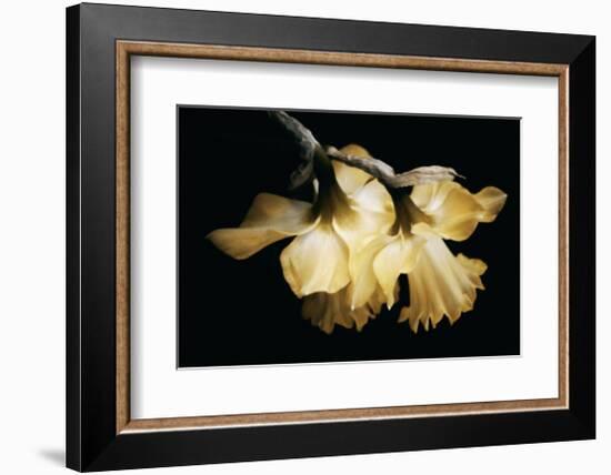 Sunning Daffodils-David Winston-Framed Giclee Print