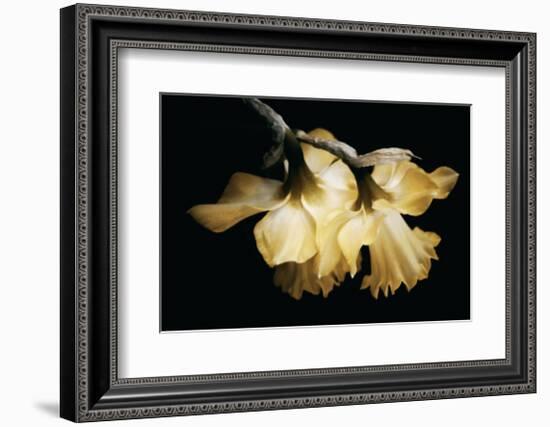 Sunning Daffodils-David Winston-Framed Giclee Print