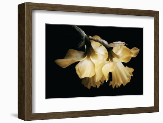 Sunning Daffodils-David Winston-Framed Giclee Print