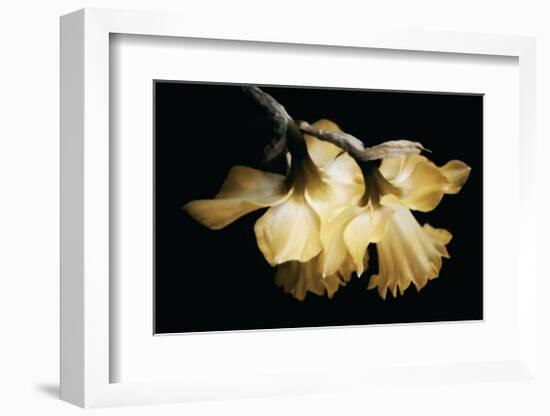 Sunning Daffodils-David Winston-Framed Giclee Print