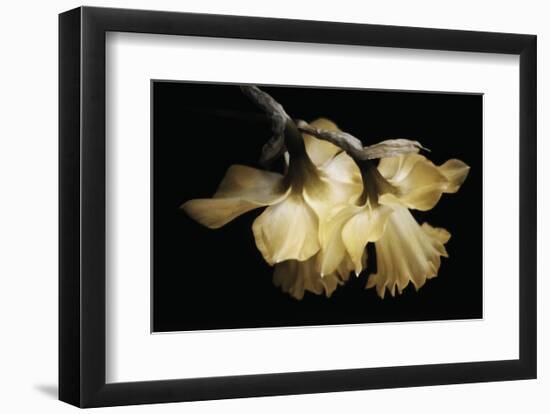 Sunning Daffodils-David Lorenz Winston-Framed Art Print