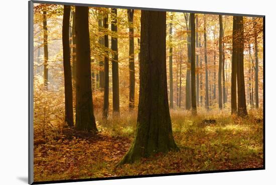 Sunny Beech Forest in Autumn, Harz, Near Allrode, Saxony-Anhalt, Germany-Andreas Vitting-Mounted Photographic Print