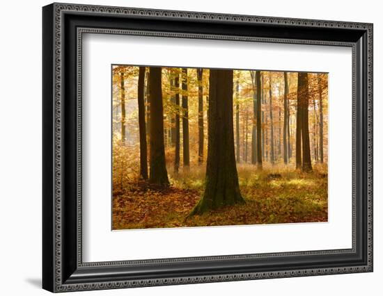 Sunny Beech Forest in Autumn, Harz, Near Allrode, Saxony-Anhalt, Germany-Andreas Vitting-Framed Photographic Print