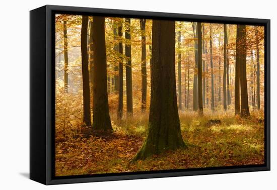 Sunny Beech Forest in Autumn, Harz, Near Allrode, Saxony-Anhalt, Germany-Andreas Vitting-Framed Premier Image Canvas
