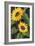 Sunny Blooms on Black-Albena Hristova-Framed Premium Giclee Print