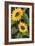 Sunny Blooms on Black-Albena Hristova-Framed Premium Giclee Print