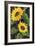 Sunny Blooms on Black-Albena Hristova-Framed Premium Giclee Print