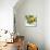 Sunny Charm-Tania Bello-Mounted Giclee Print displayed on a wall