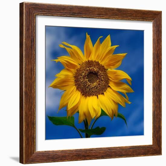 Sunny Days-Ursula Abresch-Framed Photographic Print