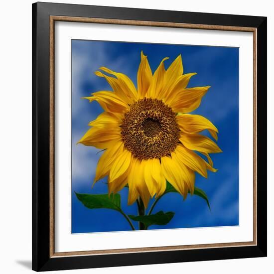 Sunny Days-Ursula Abresch-Framed Photographic Print