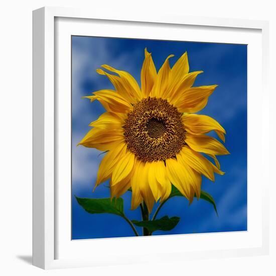 Sunny Days-Ursula Abresch-Framed Photographic Print