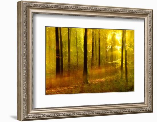 Sunny Deciduous Forest in Full Autumn Colours, Abstract Study [M-Andreas Vitting-Framed Photographic Print