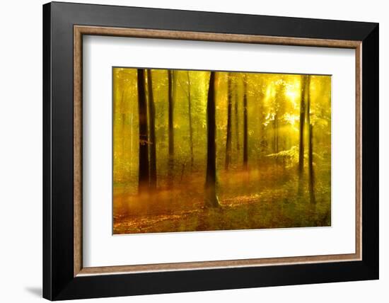 Sunny Deciduous Forest in Full Autumn Colours, Abstract Study [M-Andreas Vitting-Framed Photographic Print