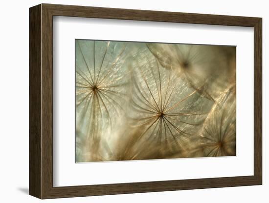 Sunny feeling-Heidi Westum-Framed Photographic Print