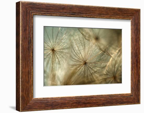 Sunny feeling-Heidi Westum-Framed Photographic Print