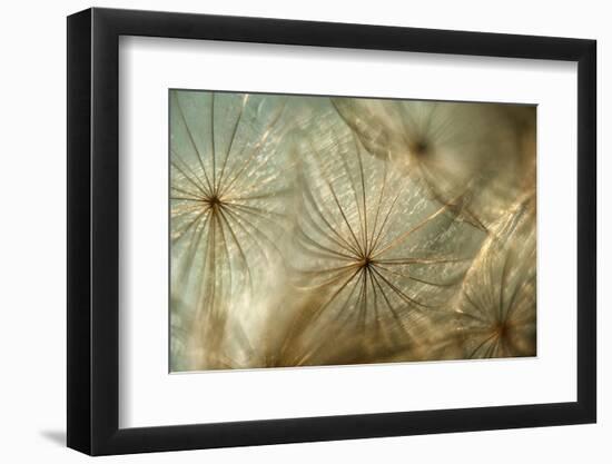 Sunny feeling-Heidi Westum-Framed Photographic Print