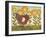 Sunny Hen I-Paul Brent-Framed Art Print