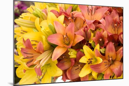 Sunny Lily I-Maureen Love-Mounted Photographic Print