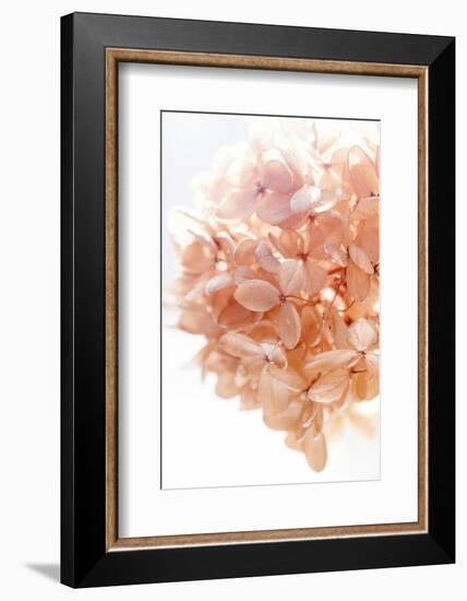 Sunny Morning I-Judy Stalus-Framed Photographic Print