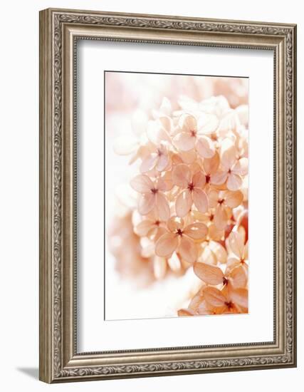 Sunny Morning II-Judy Stalus-Framed Photographic Print