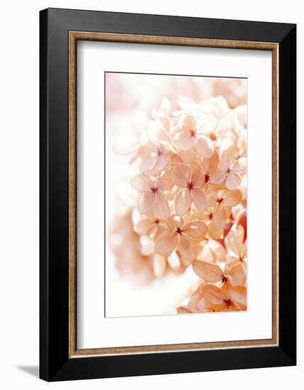 Sunny Morning II-Judy Stalus-Framed Photographic Print