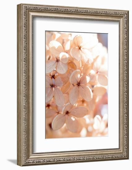 Sunny Morning III-Judy Stalus-Framed Photographic Print