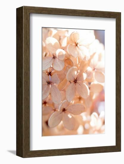 Sunny Morning III-Judy Stalus-Framed Photographic Print