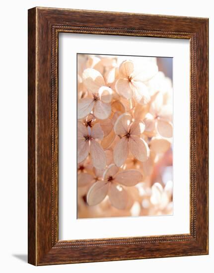 Sunny Morning III-Judy Stalus-Framed Photographic Print