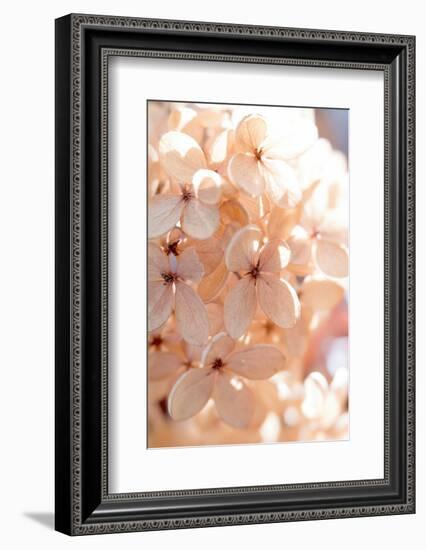 Sunny Morning III-Judy Stalus-Framed Photographic Print