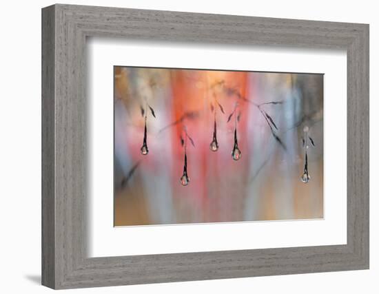 Sunny Rain-Heidi Westum-Framed Photographic Print