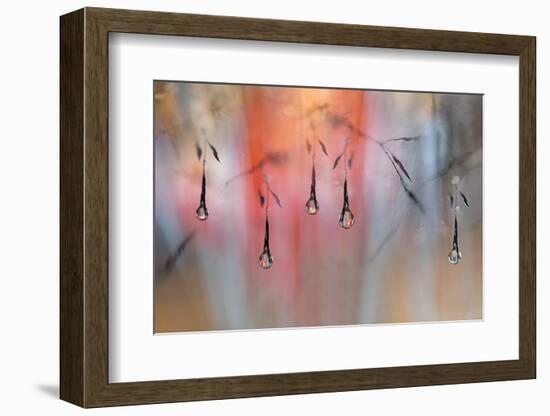 Sunny Rain-Heidi Westum-Framed Photographic Print