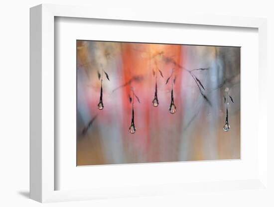 Sunny Rain-Heidi Westum-Framed Photographic Print