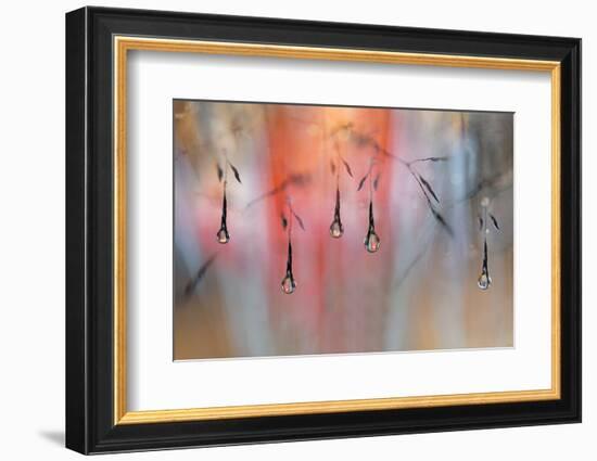 Sunny Rain-Heidi Westum-Framed Photographic Print