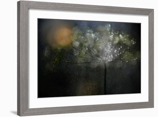 Sunny Rain-Heidi Westum-Framed Photographic Print