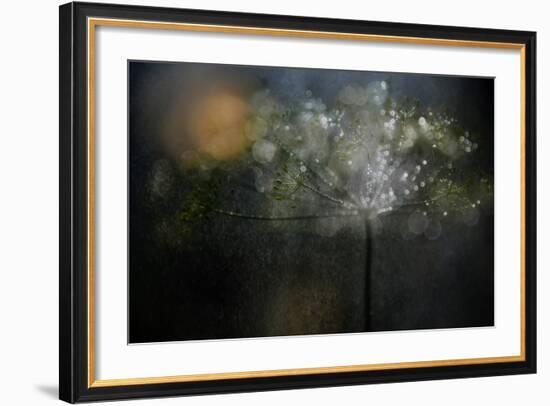 Sunny Rain-Heidi Westum-Framed Photographic Print