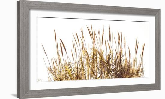 Sunny Reeds-Assaf Frank-Framed Giclee Print