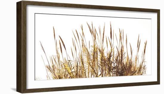 Sunny Reeds-Assaf Frank-Framed Giclee Print