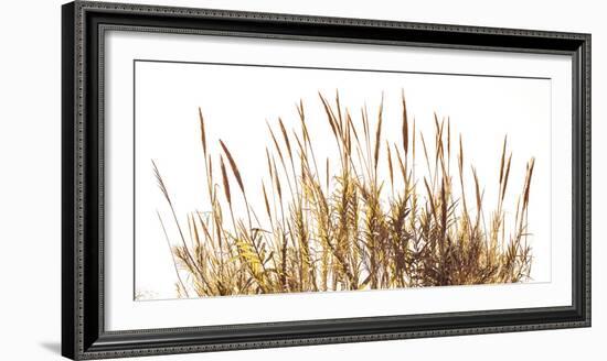 Sunny Reeds-Assaf Frank-Framed Giclee Print