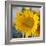 Sunny Sunflower I-Nicole Katano-Framed Photo