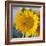 Sunny Sunflower I-Nicole Katano-Framed Photo