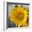 Sunny Sunflower I-Nicole Katano-Framed Photo