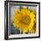 Sunny Sunflower I-Nicole Katano-Framed Photo