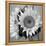 Sunny Sunflower I-Nicole Katano-Framed Stretched Canvas